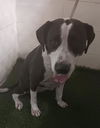 adoptable Dog in  named DIAMOND