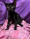 adoptable Cat in jpv, FL named ZED