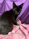 adoptable Cat in jpv, FL named A1238660