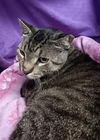 adoptable Cat in jpv, FL named A1239096