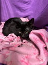 adoptable Cat in jpv, FL named A1238662
