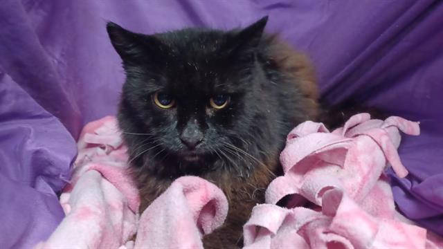 adoptable Cat in JPV, FL named KIKI