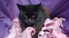 adoptable Cat in  named KIKI