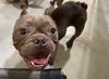 adoptable Dog in  named COCO
