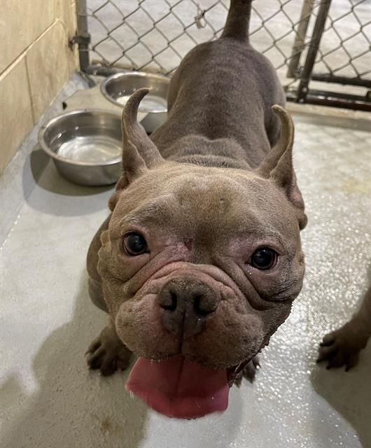 adoptable Dog in JPV, FL named GLO