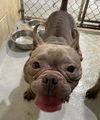 adoptable Dog in  named GLO