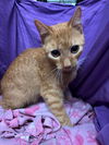 adoptable Cat in jpv, FL named A1238665