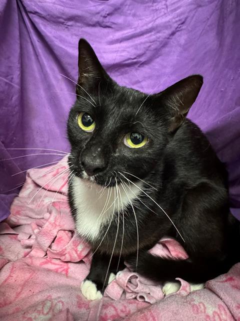 adoptable Cat in JPV, FL named A1238674