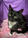 adoptable Cat in jpv, FL named A1238674