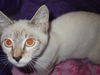 adoptable Cat in  named A1238136