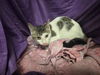 adoptable Cat in jpv, FL named A1238741