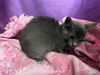 adoptable Cat in jpv, FL named A1239090