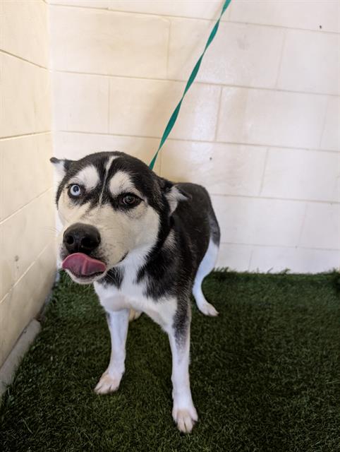 adoptable Dog in JPV, FL named A1236235