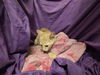 adoptable Cat in jpv, FL named A1239063