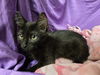 adoptable Cat in jpv, FL named A1239065