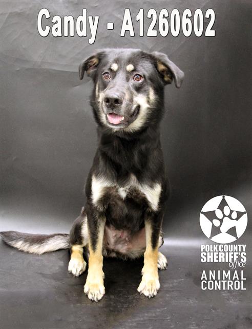 CANDY, an adoptable German Shepherd Dog in Winter Haven, FL