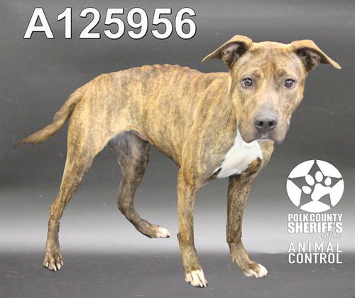 SHEILA, an adoptable Bulldog in Winter Haven, FL