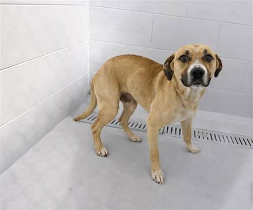 A1263747, an adoptable Bulldog in Winter Haven, FL