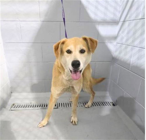 A1263779, an adoptable Carolina Dog in Winter Haven, FL
