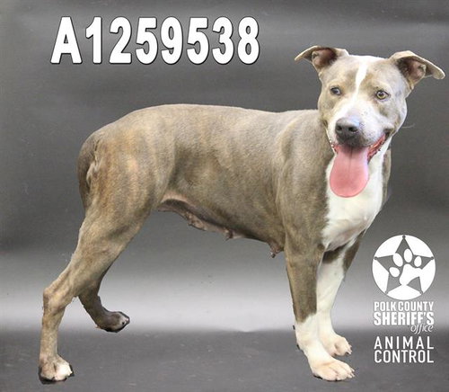 VALENTINE - Bulldog available for adoption