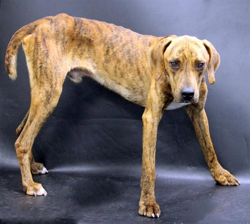 SCOOB, an adoptable Treeing Walker Coonhound in Winter Haven, FL