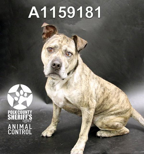 BOONE, an adoptable Bulldog in Winter Haven, FL