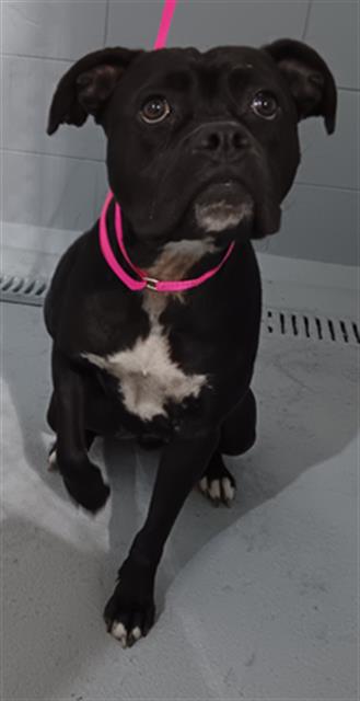 PARIS, an adoptable Staffordshire Bull Terrier in Winter Haven, FL