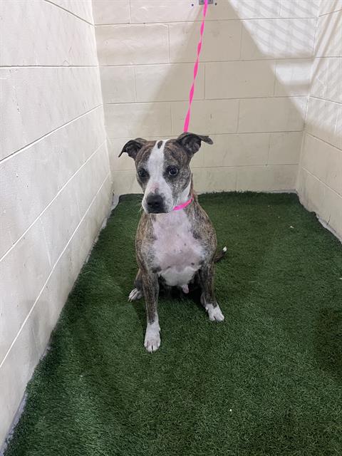 MISS MEREDITH, an adoptable Bulldog in Winter Haven, FL