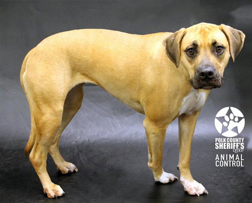 CINNAMON, an adoptable Boxer in Winter Haven, FL