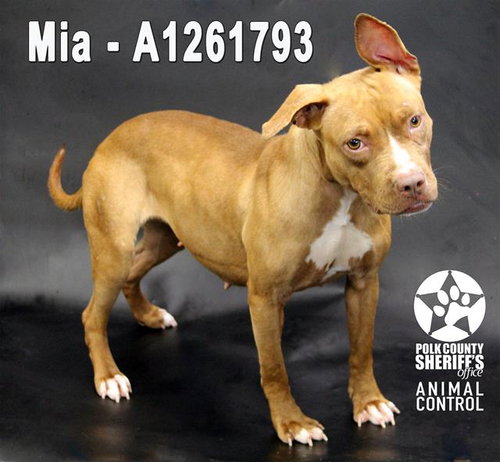 MIA, an adoptable Bulldog in Winter Haven, FL