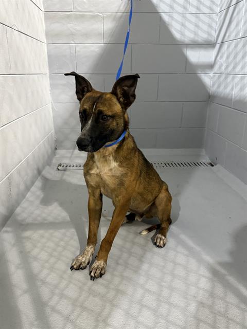 JACK, an adoptable Belgian Shepherd Malinois in Winter Haven, FL