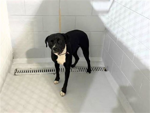 OLGA, an adoptable Bulldog in Winter Haven, FL