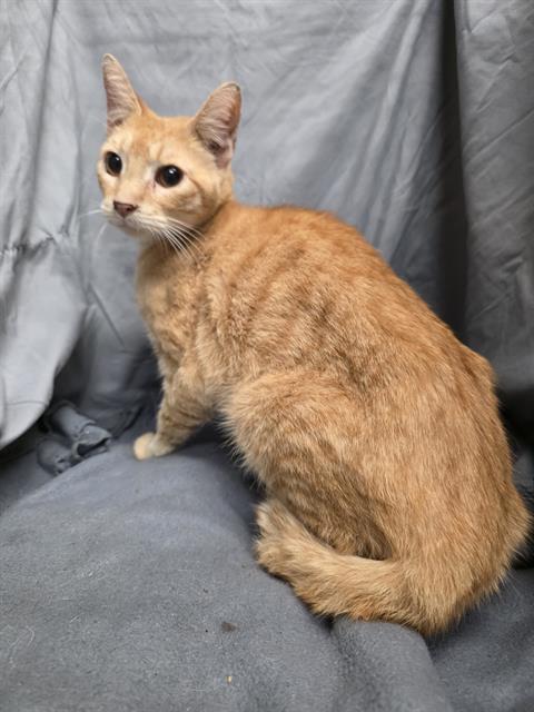ORBIT, an adoptable Domestic Short Hair in Winter Haven, FL