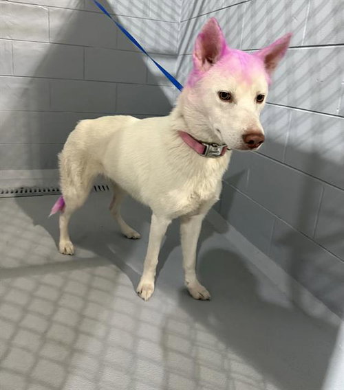 A1263556, an adoptable Siberian Husky in Winter Haven, FL