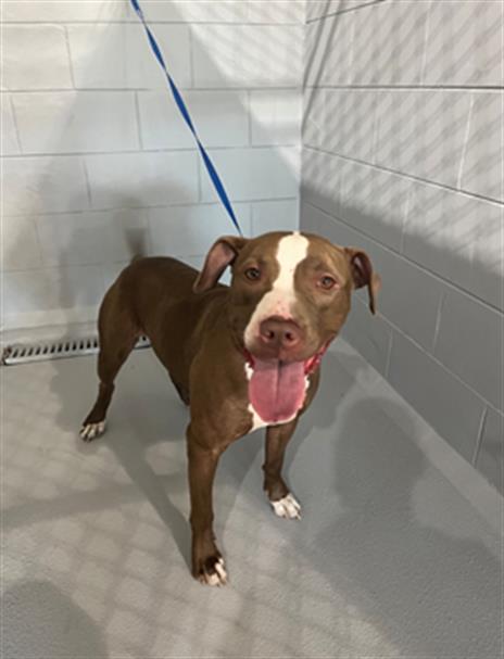 COMMANDO, an adoptable Bulldog in Winter Haven, FL