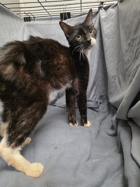VENUS, an adoptable Domestic Short Hair in Winter Haven, FL