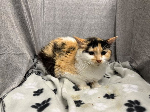 CLOVER, an adoptable Domestic Medium Hair in Winter Haven, FL
