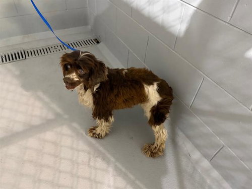 TINA, an adoptable Cocker Spaniel in Winter Haven, FL