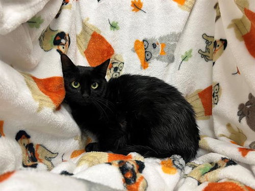 PEPPER, an adoptable Domestic Short Hair in Winter Haven, FL