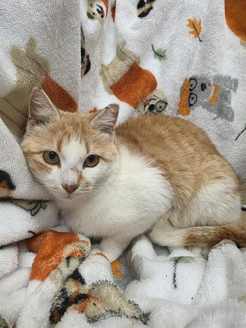 CHIPPY, an adoptable Domestic Short Hair in Winter Haven, FL