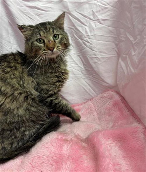 TOM, an adoptable Domestic Long Hair in Winter Haven, FL