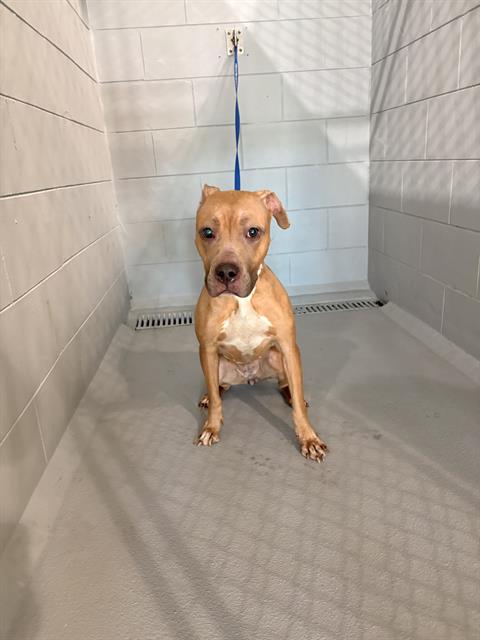 picture of the dog needing adoption