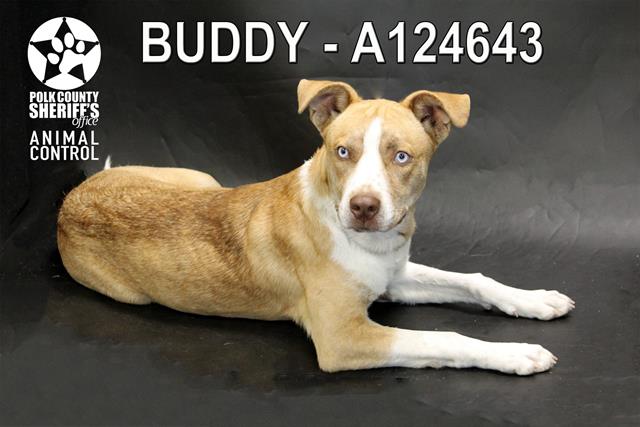 BUDDY