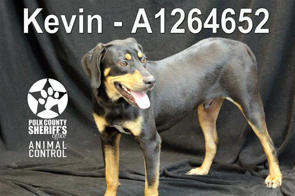 KEVIN