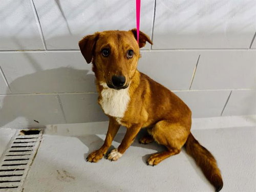 picture of the dog needing adoption