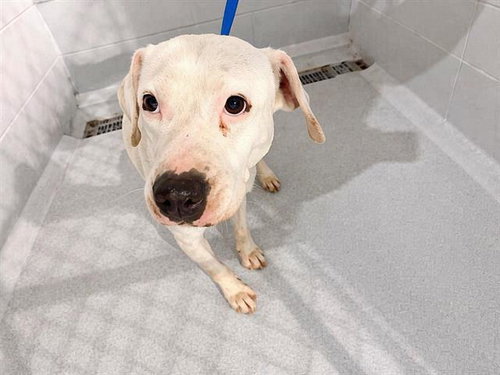 picture of the dog needing adoption