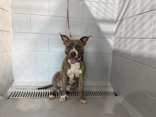 picture of the dog needing adoption