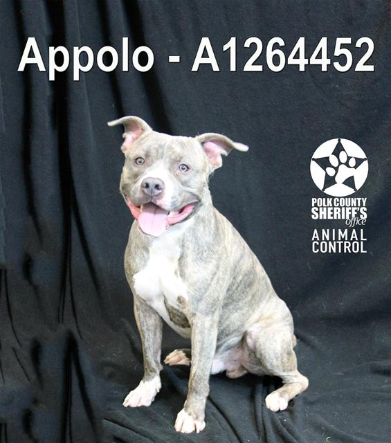 APOLLO