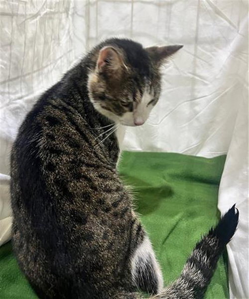 picture of the cat needing adoption