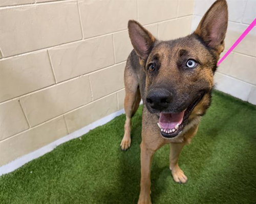 picture of the dog needing adoption